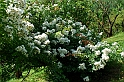 Fiori, Piante, natura_27
